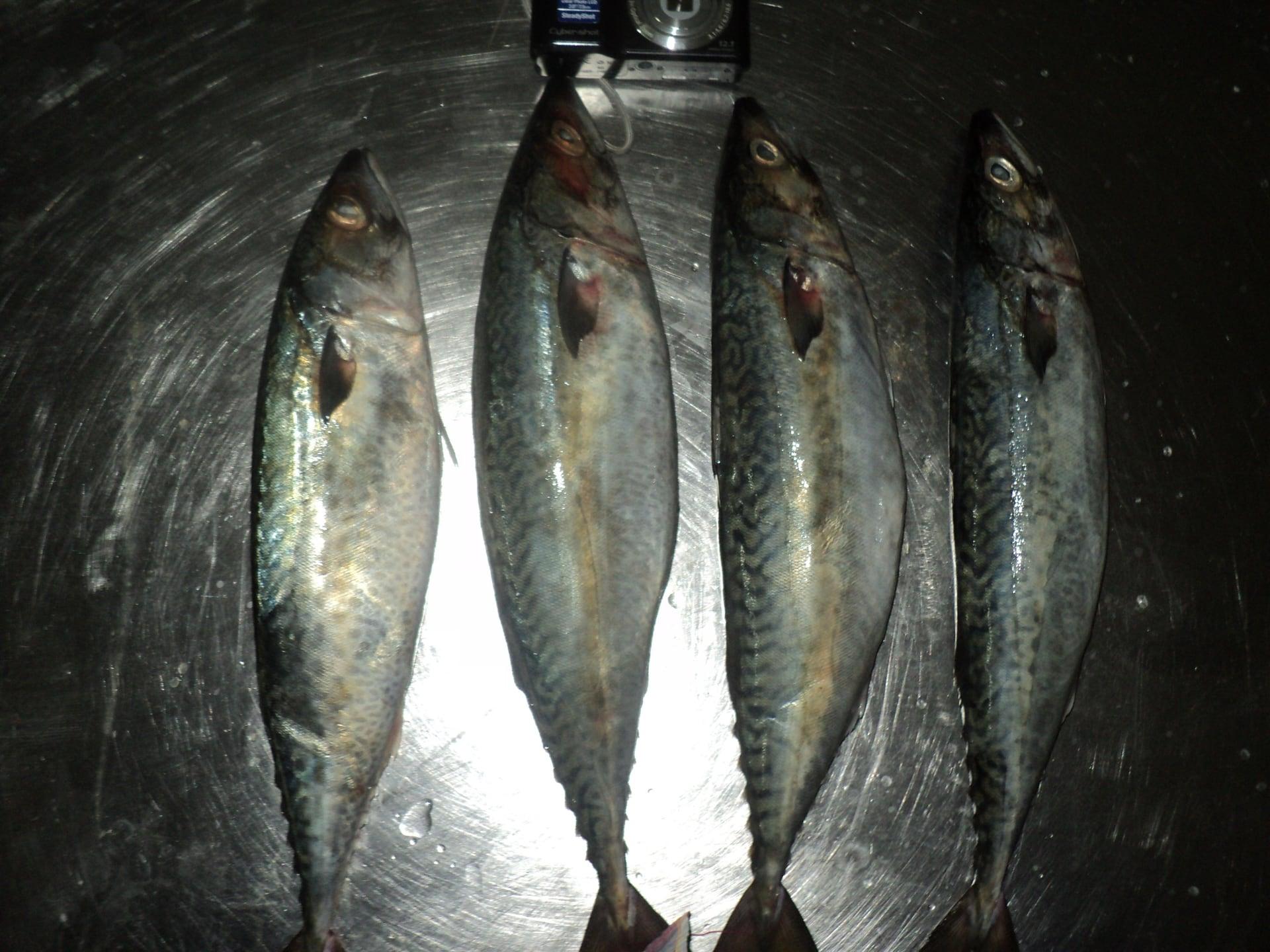 Four whole mackerel laid side by side on a stainless steel table