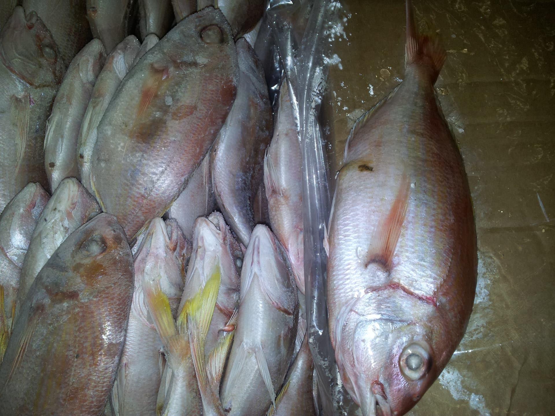 Pink whole fish with yellow fins packed in plastic bags in a carton