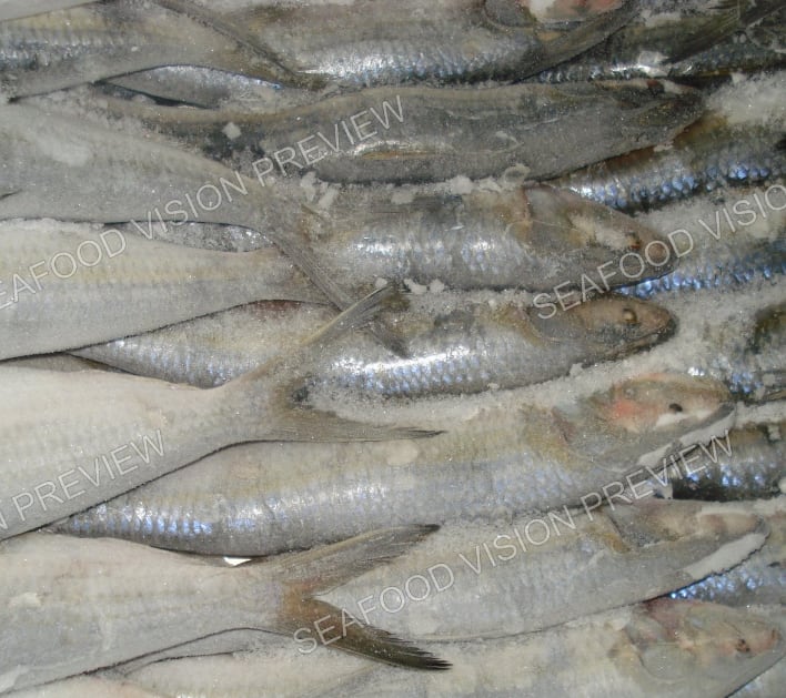 Frozen sardinella packed head to tail in a pile of whole fish