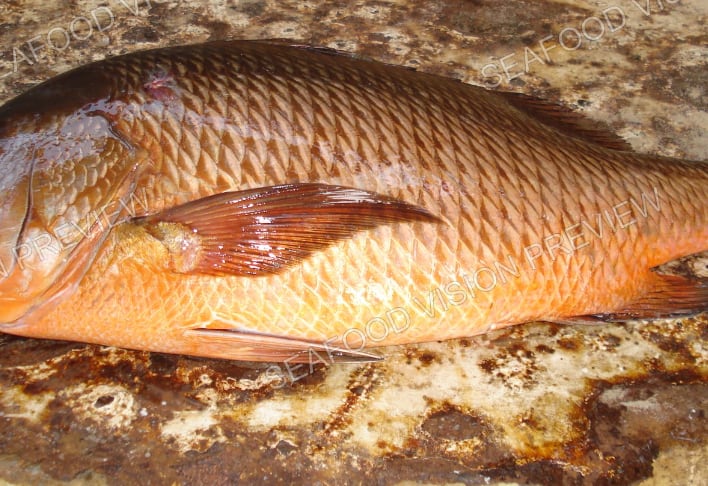 Whole orange-red fish lying on a speckled worktop