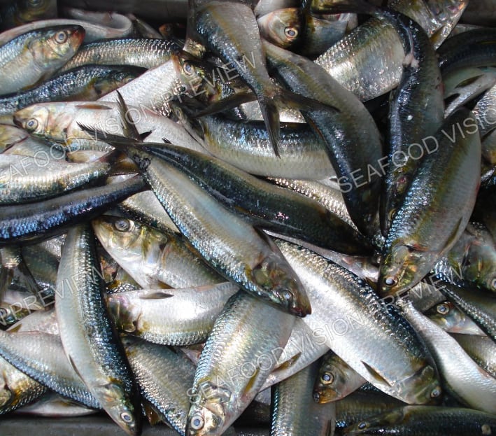 Heap of whole silver sardinella with dark backs