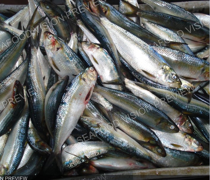 Pile of whole small pelagic fish, silver with dark backs