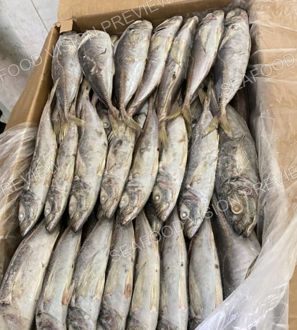 Horse mackerel packed head to tail in a cardboard carton