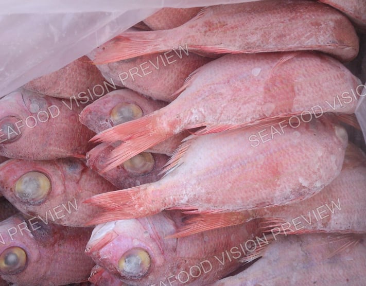 Red whole fish with large eyes, frozen in a plastic bag